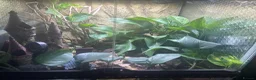 Frog reptiles for sale: Dendronates leucomelas - Advert 3