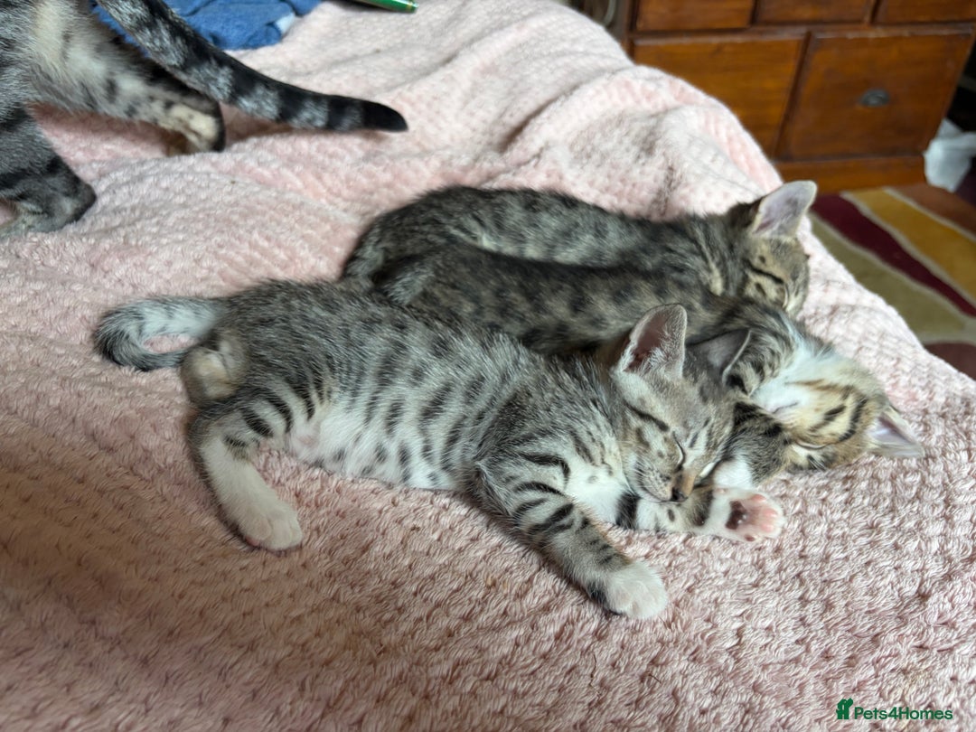 Savannah cats for sale: Savannah SBT adorable silver spotted boys and girl - Image 9