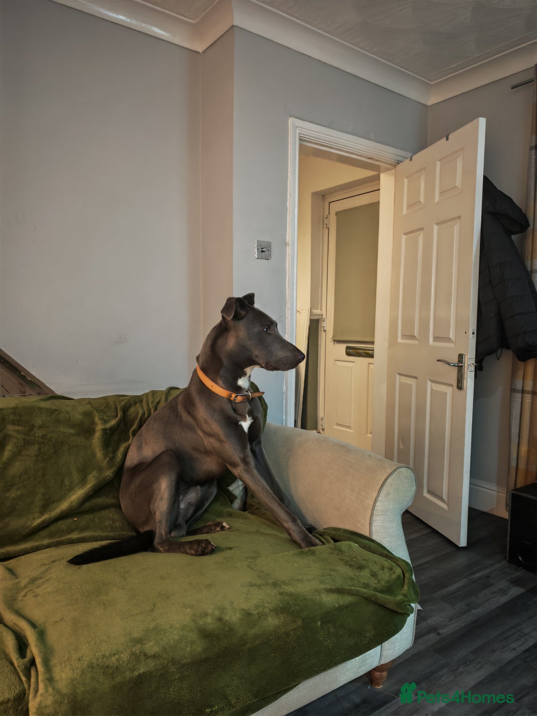 Lurcher dogs for sale: 11 month old male  - Image 4