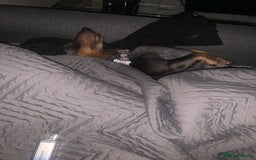 Miniature Dachshund dogs for sale: Miniature dachshund  - Image 13