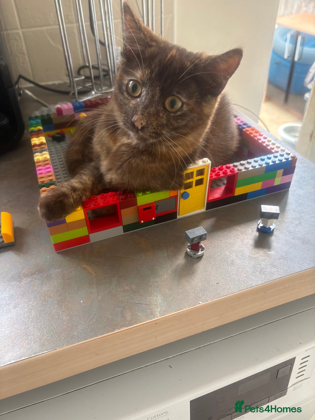 Mixed Breed cats for sale: 9 month old kittens looking for their forever home - Image 5