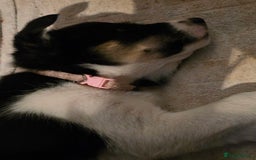 Border Collie dogs for sale: Border collie puppies - Image 3