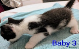 Mixed Breed cats for sale: Ready for our new adventure 🐾 - Image 12