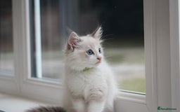 Ragdoll cats for sale: 🐈✨ Tica Registered Ragdoll Kittens in Tamworth - Image 21