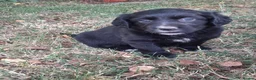 Sprollie dogs for sale: Beautiful litter of puppies  - Advert 29