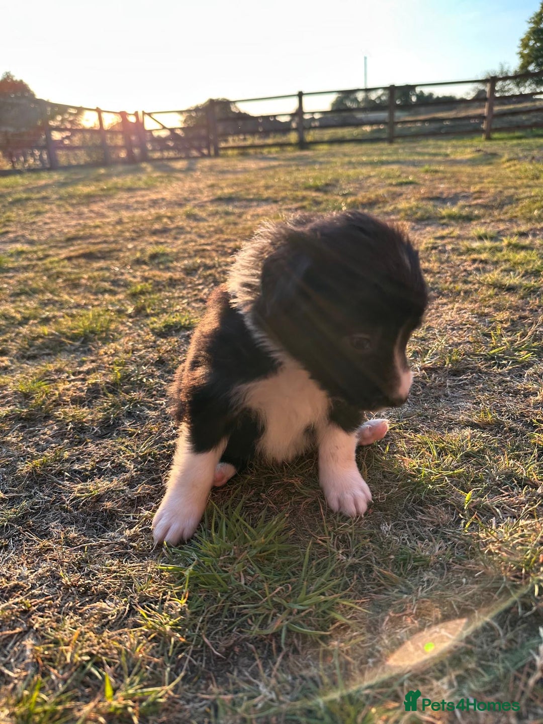 Border Collie dogs for sale: 10 Beautiful Border Collie Puppies - Image 28