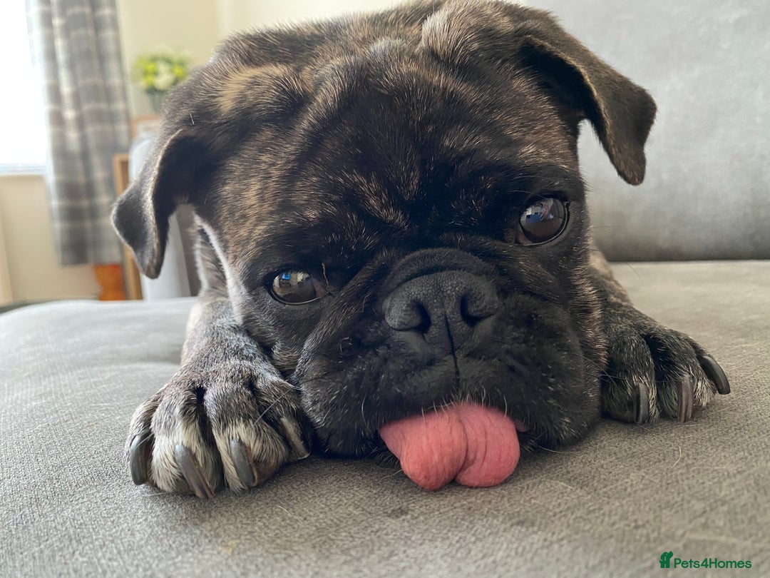 Frug dogs for sale: Loveable Frug looking for a forever sofa!  - Image 4