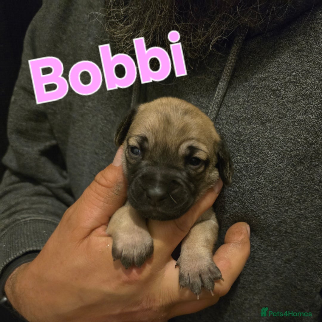 Mixed Breed dogs for sale: Pug x Lucher  - Image 27