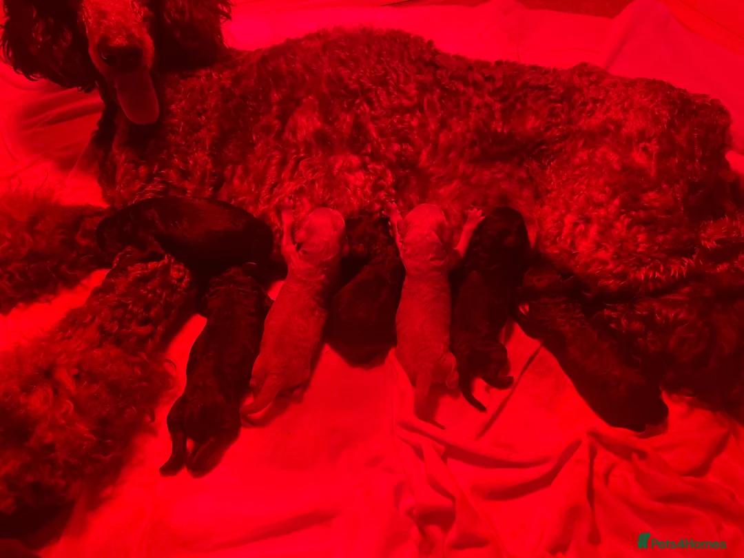 Standard Poodle dogs for sale: ReducedKC Registered standard poodle puppies  - Advert 4