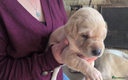 Labrador Retriever dogs for sale: Gorgeous Labrador puppies - Image 9