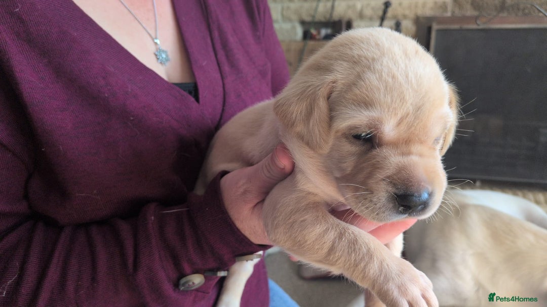 Labrador Retriever dogs for sale: Gorgeous Labrador puppies - Image 9