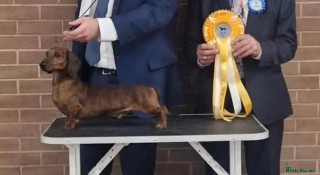 Miniature Dachshund dogs for stud: For Stud!! PRA Clear, KC Registered,Red Brindle - Advert 8