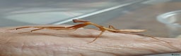 Praying Mantis invertebrates for sale: Timor shield mantis - Advert 4