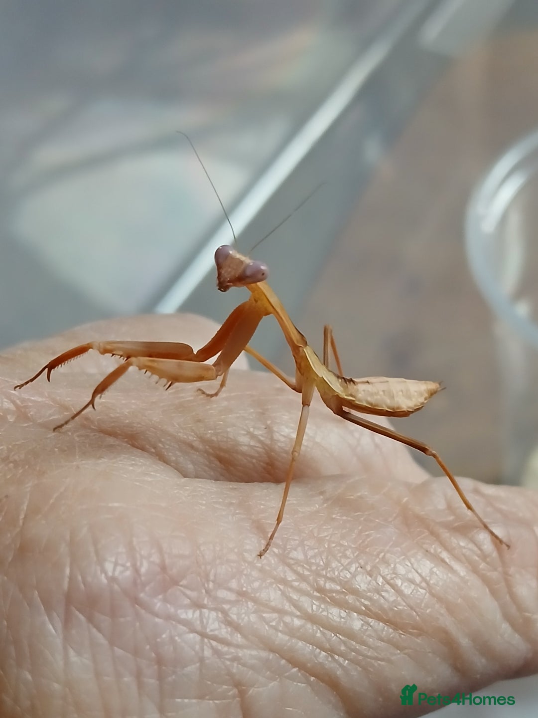 Praying Mantis invertebrates for sale: Timor shield mantis - Advert 4