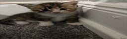 Domestic Shorthair cats for sale: Female kitten for sale  - Advert 4