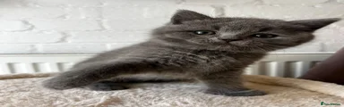 British Shorthair boy