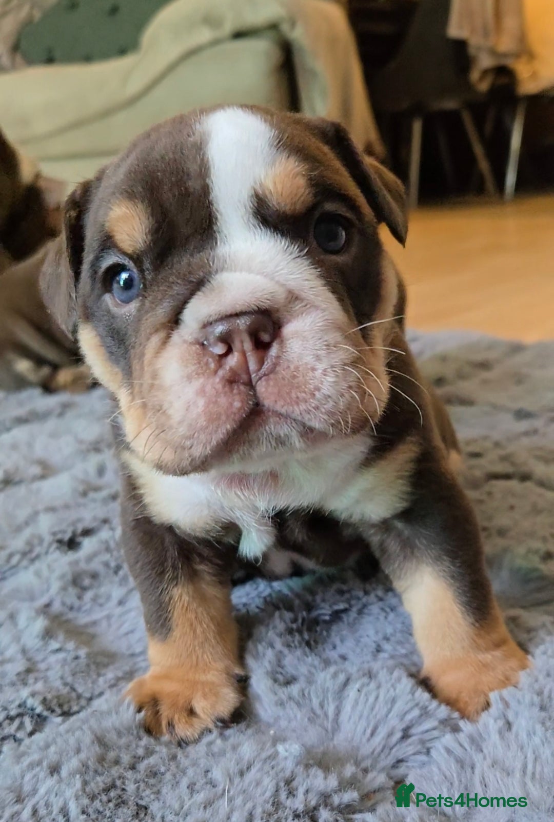 English Bulldog dogs for sale: English Bulldog puppie- Chocolate/tan & Brindle - Image 8