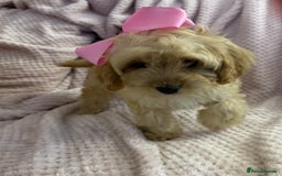 Cavapoo dogs for sale: Beautiful F1 Cavapoo boy & girl puppies - Image 4