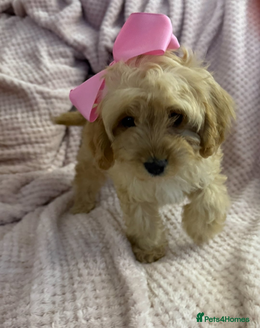 Cavapoo dogs for sale: Beautiful F1 Cavapoo boy & girl puppies - Image 4