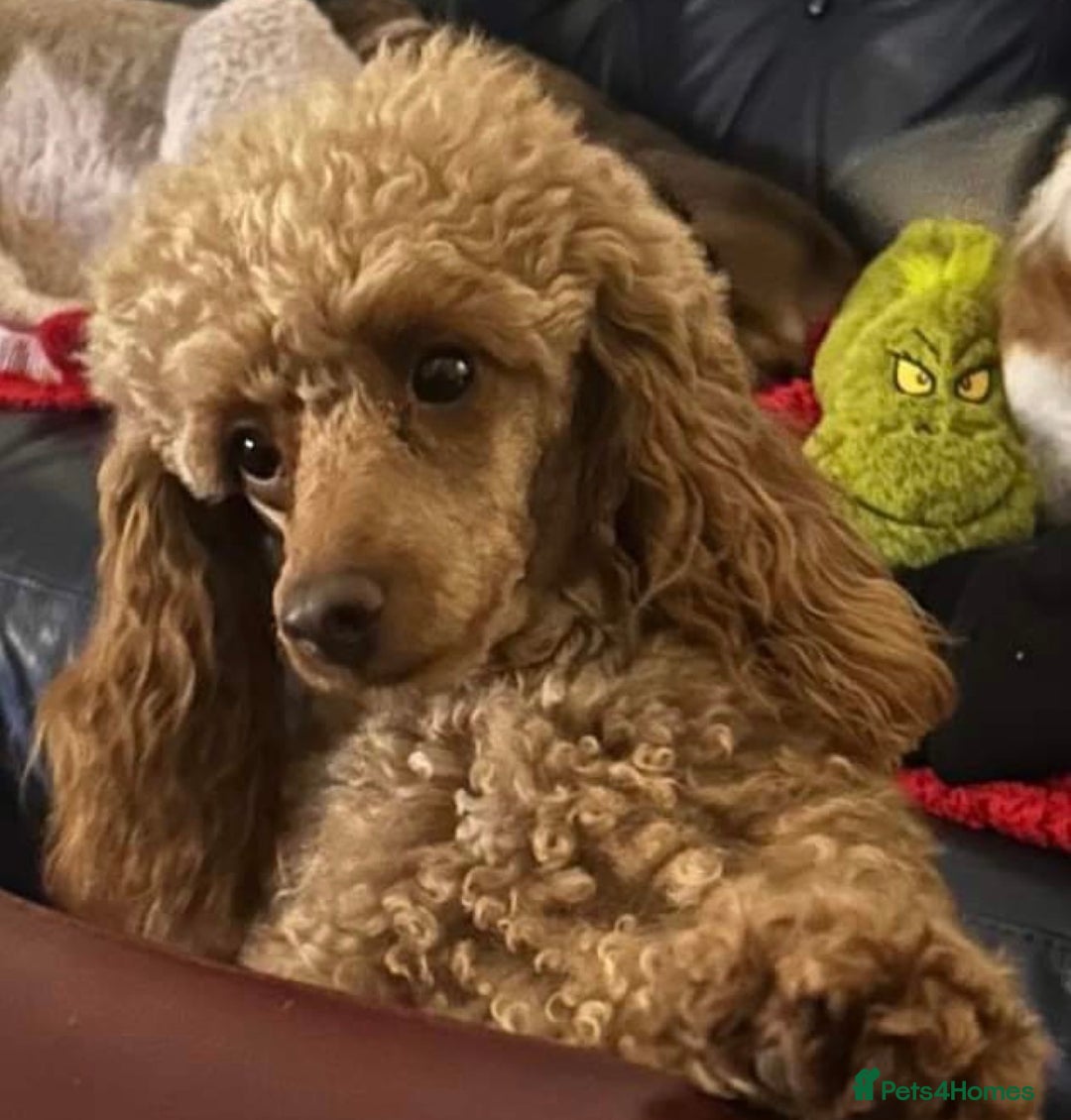 Miniature Poodle dogs for stud: Miniature Poodle at Stud  in Brampton - Advert 4