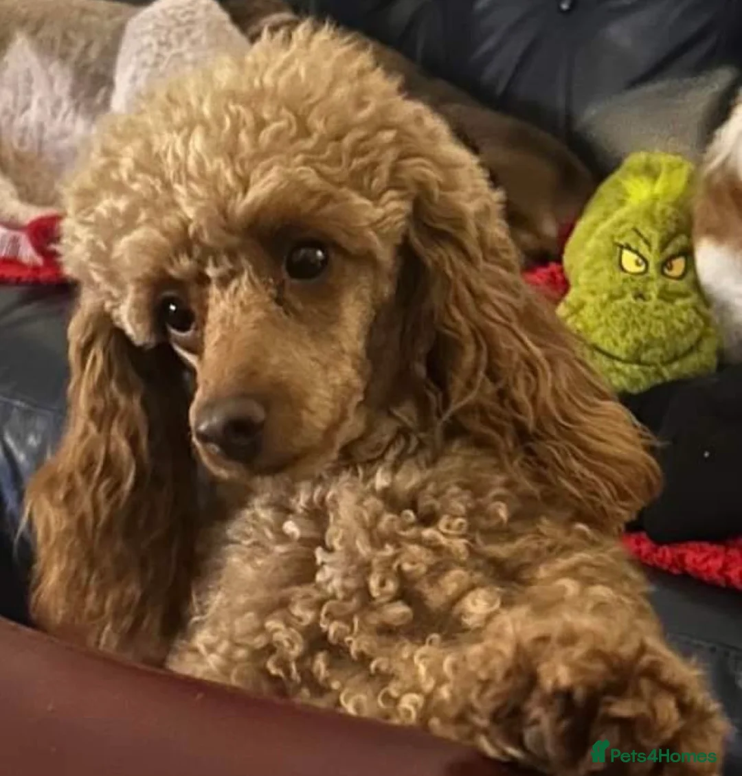 Miniature Poodle dogs for stud: Miniature Poodle at Stud  in Brampton - Advert 4