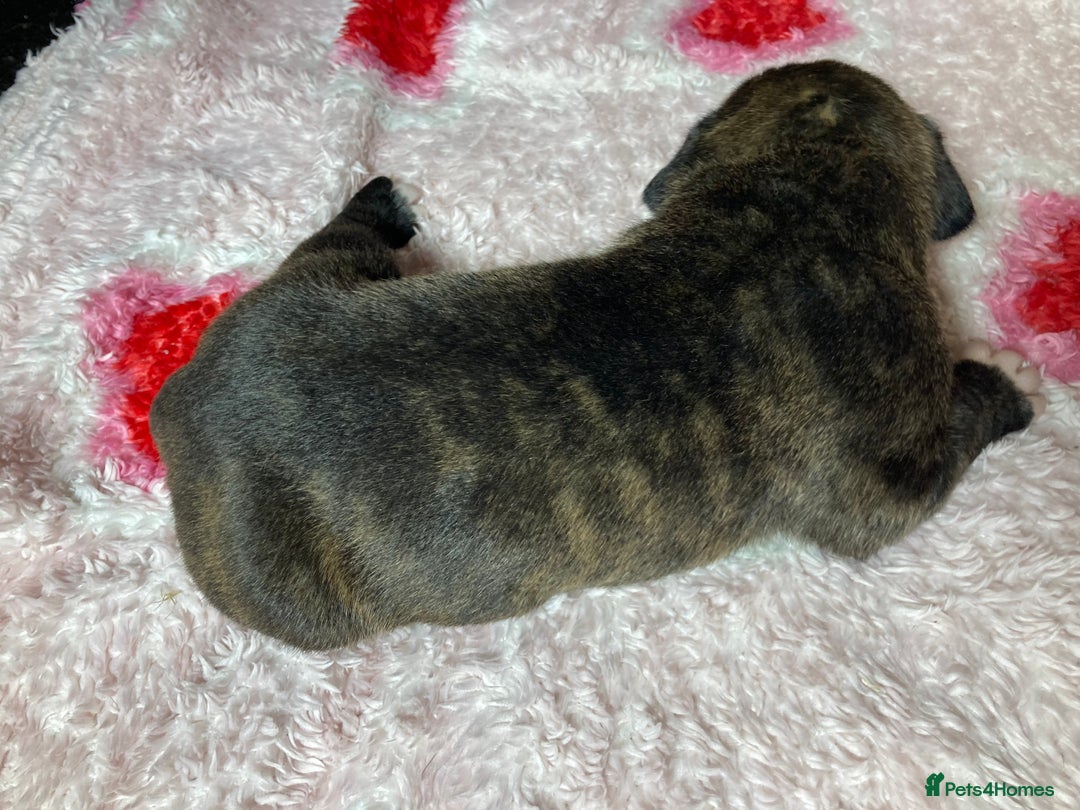 Mixed Breed dogs for sale: Presa Canario x Boerboel Puppies in Bromley - Image 28