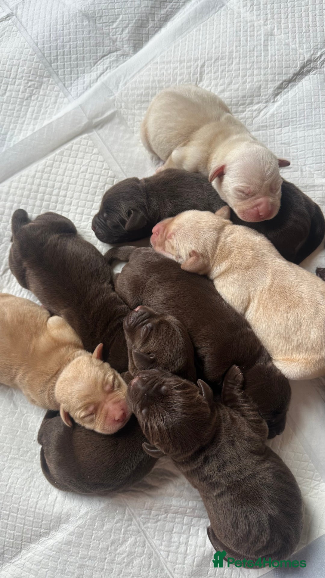 Labrador Retriever dogs for sale: 9 perfect Labrador puppies  - Advert 4