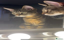 Mixed Breed cats for sale: Two brothers ready to go as a pair - Image 5