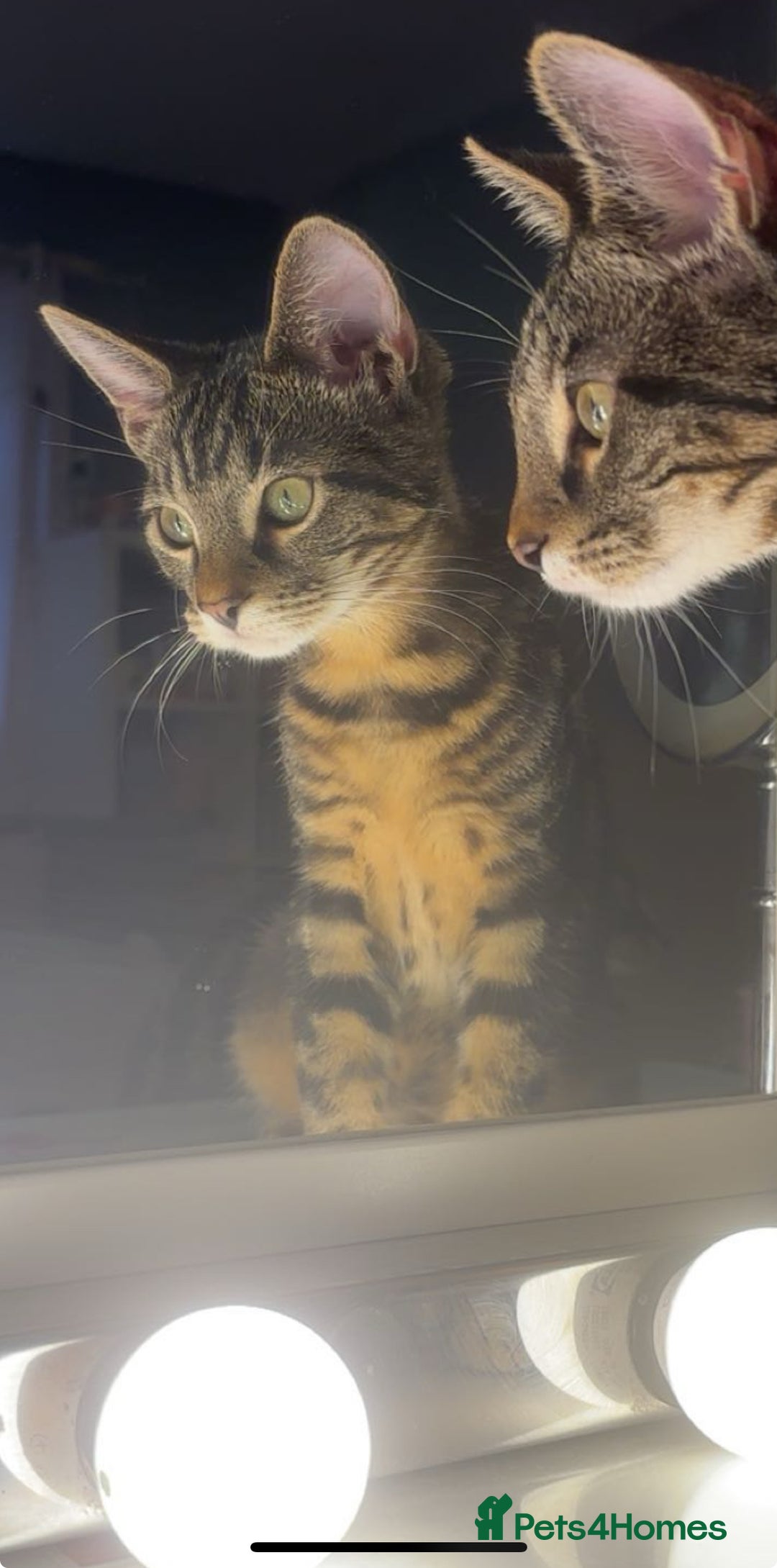 Mixed Breed cats for sale: Two brothers ready to go as a pair - Image 5