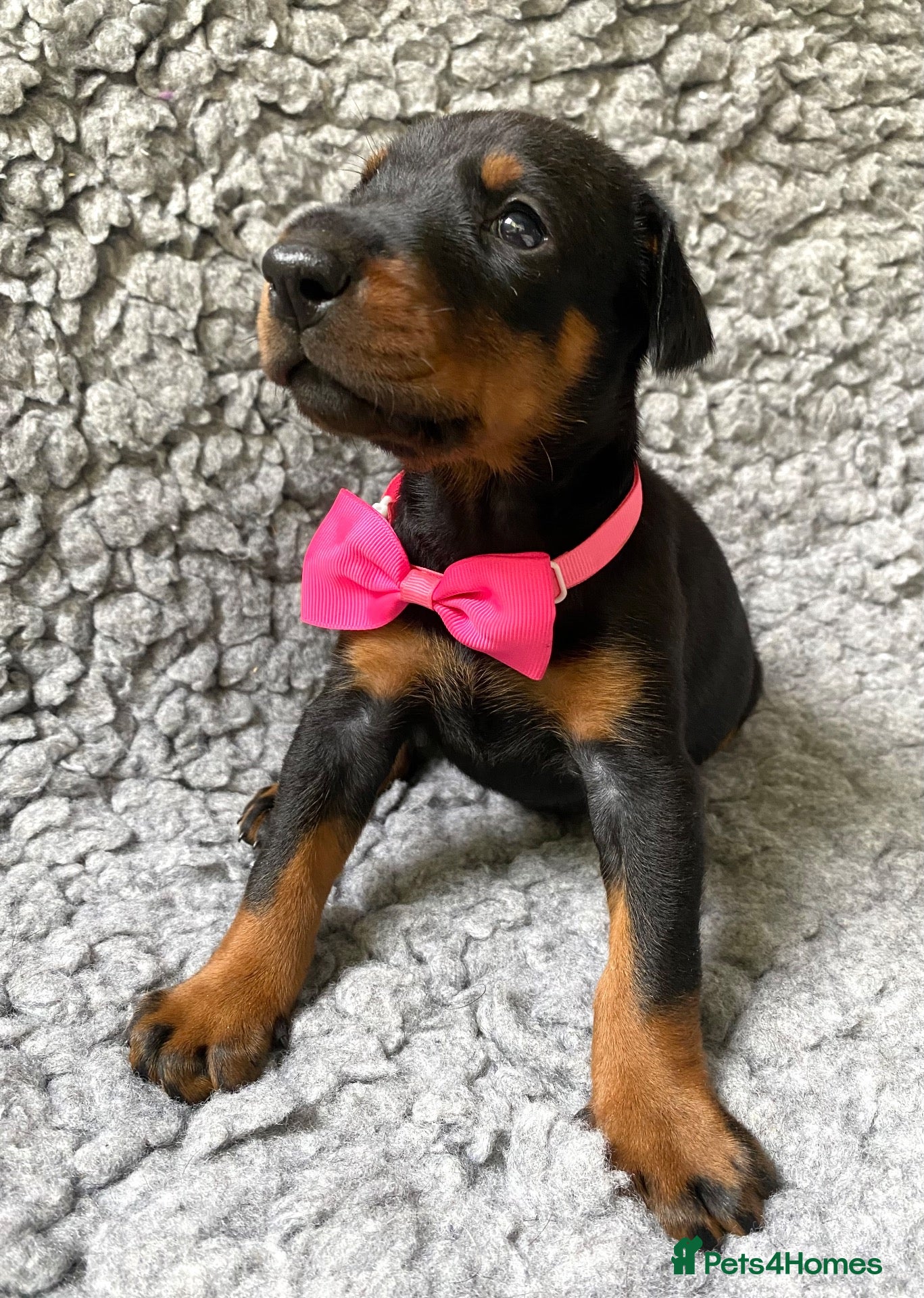 Dobermann dogs KC REGISTERED DOBERMAN PUPPIES - Advert 5