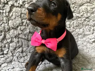 Dobermann dogs KC REGISTERED DOBERMAN PUPPIES - Advert 5