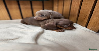 Miniature Dachshund dogs - Advert 8