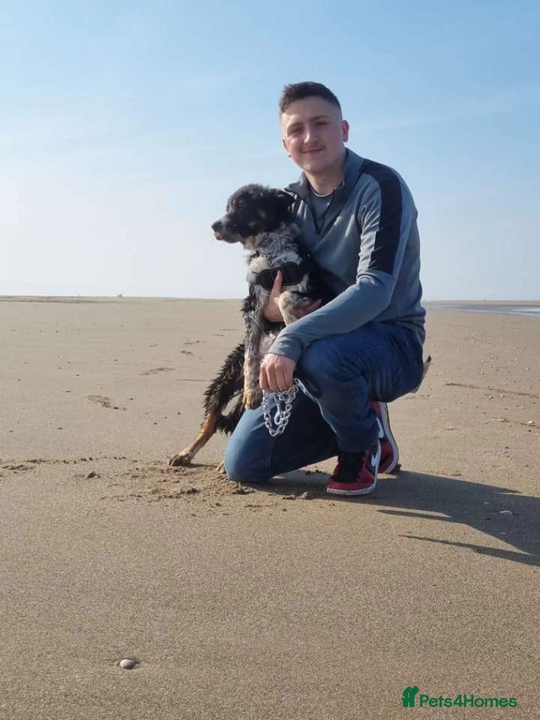 Border Collie dogs for sale: Bailey!  - Advert 3