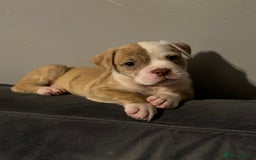 American Bulldog dogs for sale: American Bulldog Male - Image 7