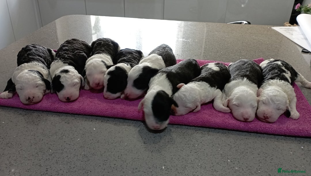 Sheepadoodle dogs for sale: Sheepadoodle puppies F1 - Image 8