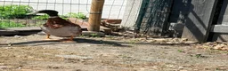 Mixed Breed poultry for sale: Appleyard runner drake in Barnsley - Advert 3