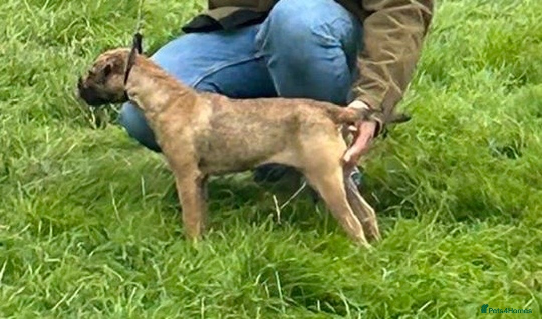 Border Terrier dogs for sale: Border Terrier Boy Puppy  - Advert 2