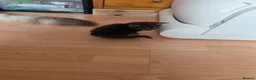 Maine Coon cats for sale: TICA REGISTERED STUNNING KITTENS  - Advert 23