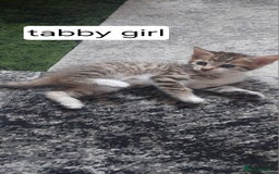 Mixed Breed cats for sale: Kittens for sale - Image 3