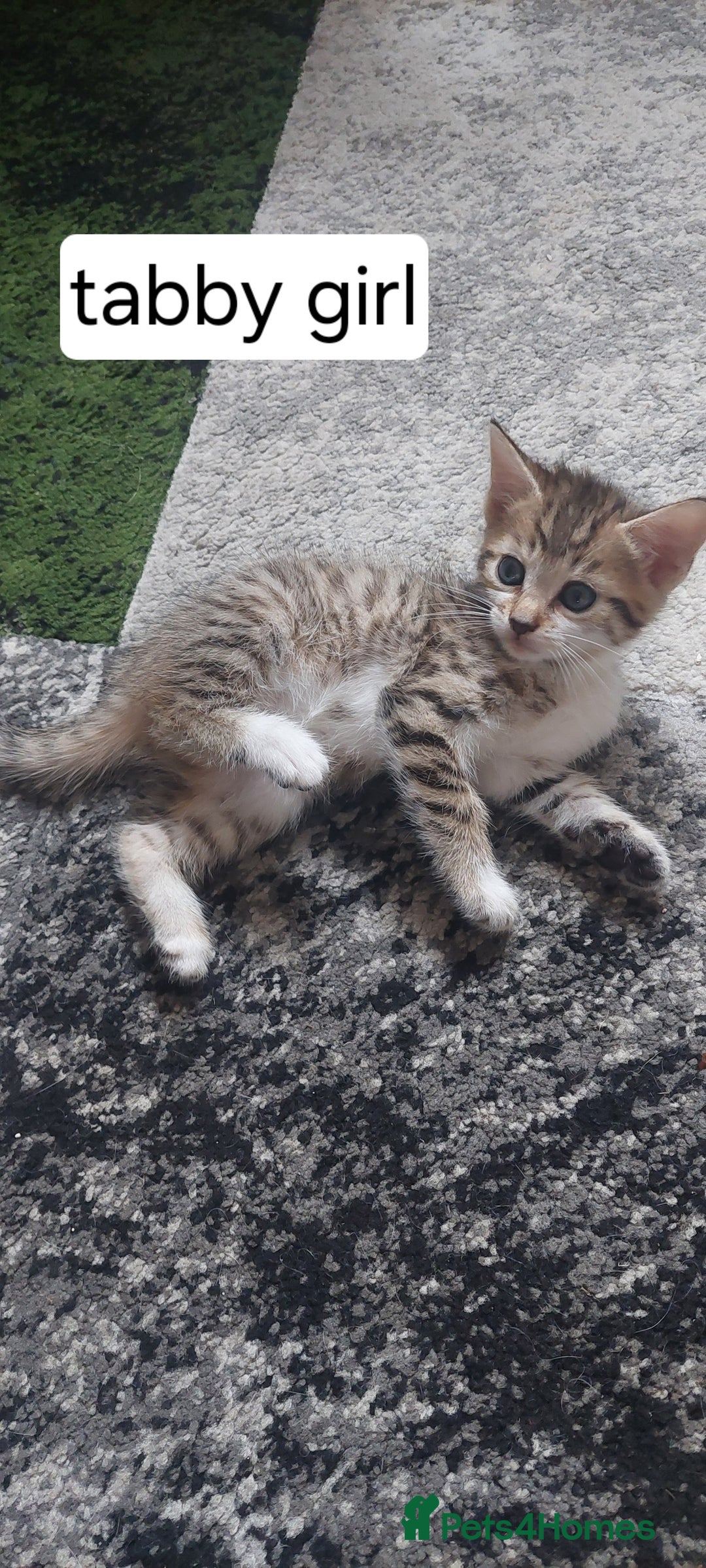 Mixed Breed cats for sale: Kittens for sale - Image 3