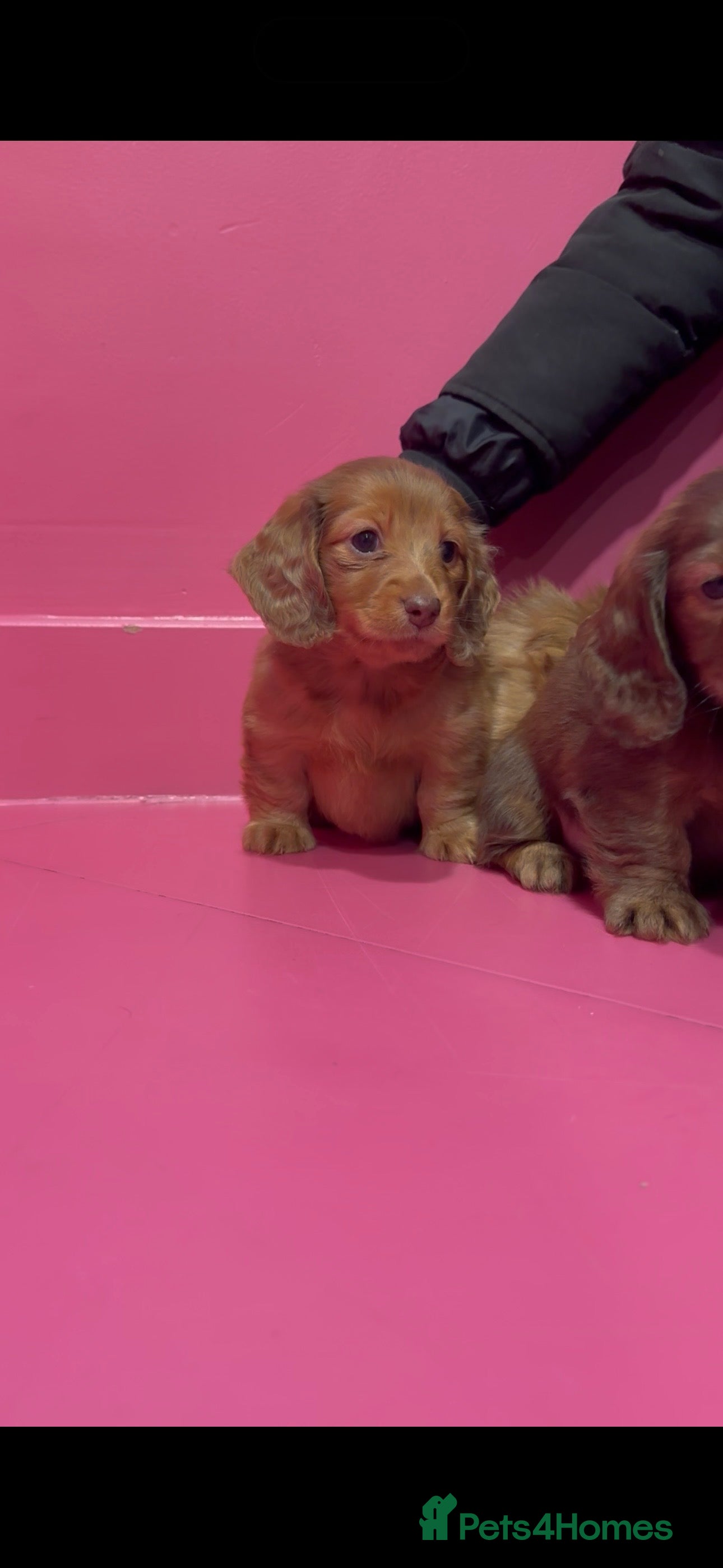 Miniature Dachshund dogs Stunning LH miniature Dachshund puppies  - Advert 10