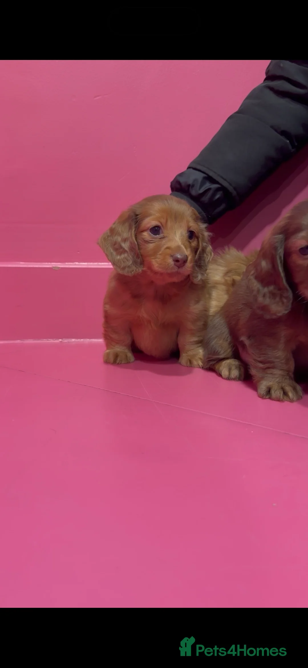 Miniature Dachshund dogs for sale: Stunning LH miniature Dachshund puppies  - Advert 1