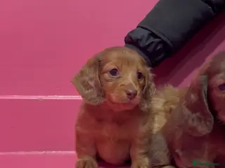 Miniature Dachshund dogs Stunning LH miniature Dachshund puppies - Advert 3