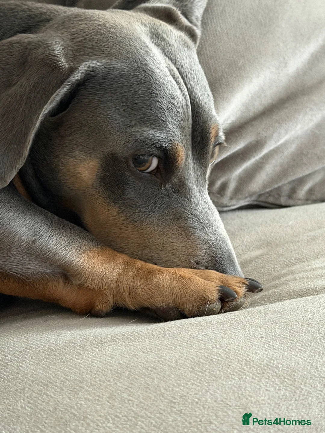 Dachshund dogs for stud: Dachshund Blue Stud 2y - Advert 2