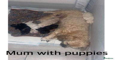 Mixed Breed dogs - Advert 3