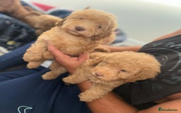 Cockapoo dogs for sale: 8 weeks old beautiful Cockapoo puppies  - Image 31