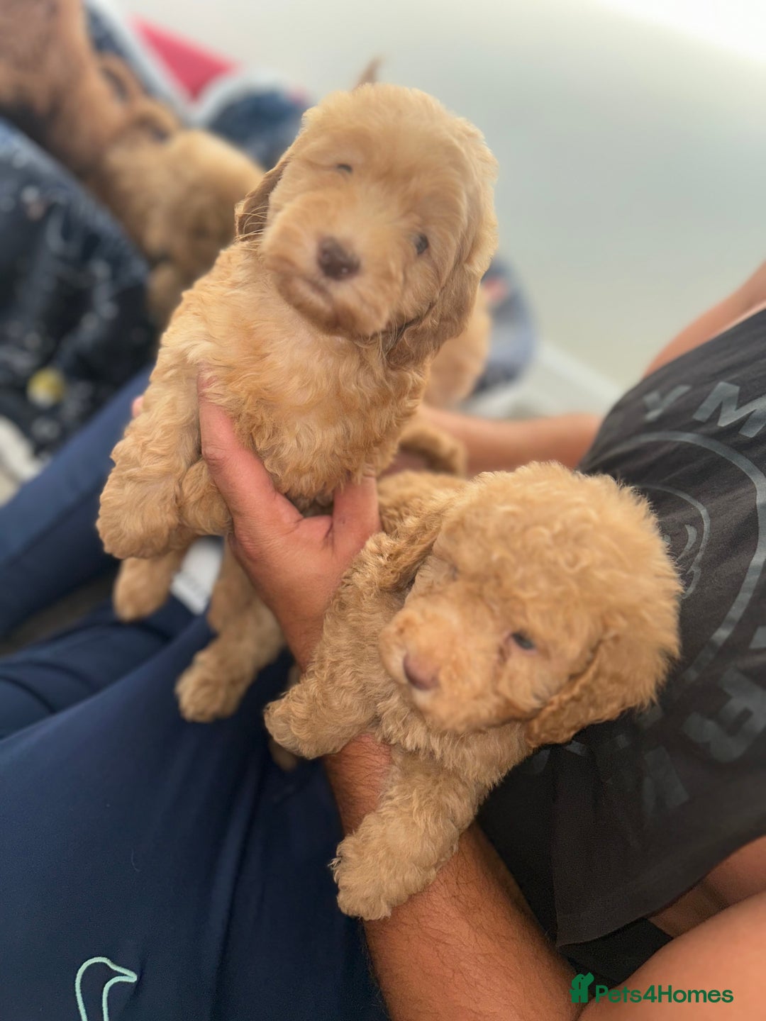 Cockapoo dogs for sale: 8 weeks old beautiful Cockapoo puppies  - Image 31