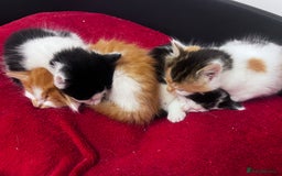Mixed Breed cats for sale: Gorgeous Fluffy Kittens - Image 19