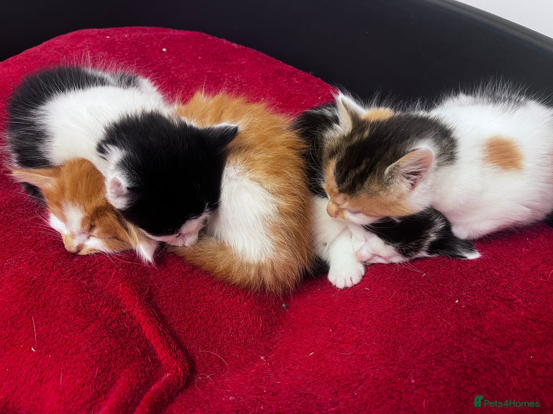 Mixed Breed cats for sale: Gorgeous Fluffy Kittens - Image 19
