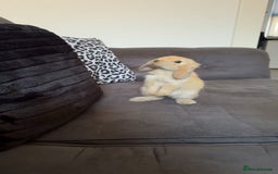 Mini Lop rabbits for sale: Mini lop female  - Image 5